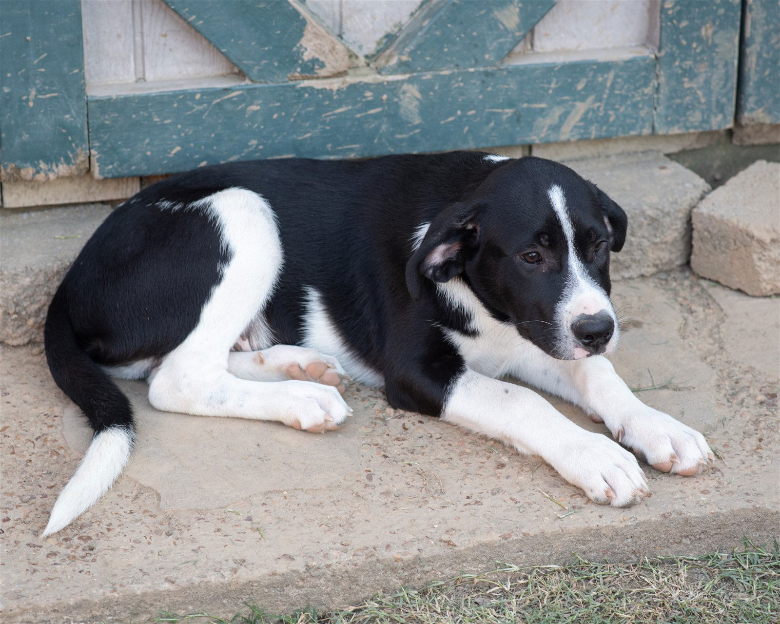 dog-for-adoption-benny-a-great-pyrenees-in-kosciusko-ms-alpha-paw