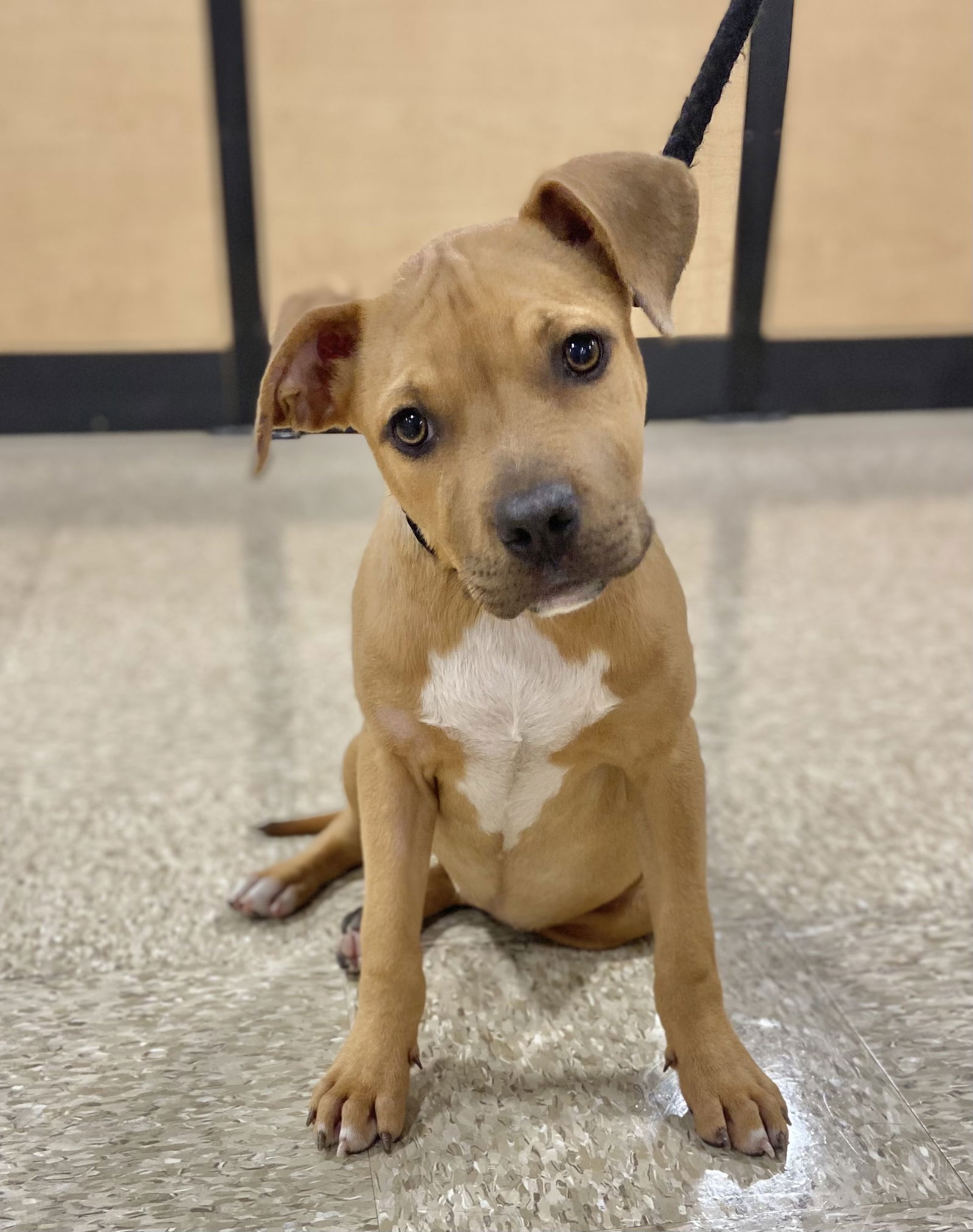 Dog for Adoption - Lucy, a Terrier in Oxford, MS | Alpha Paw