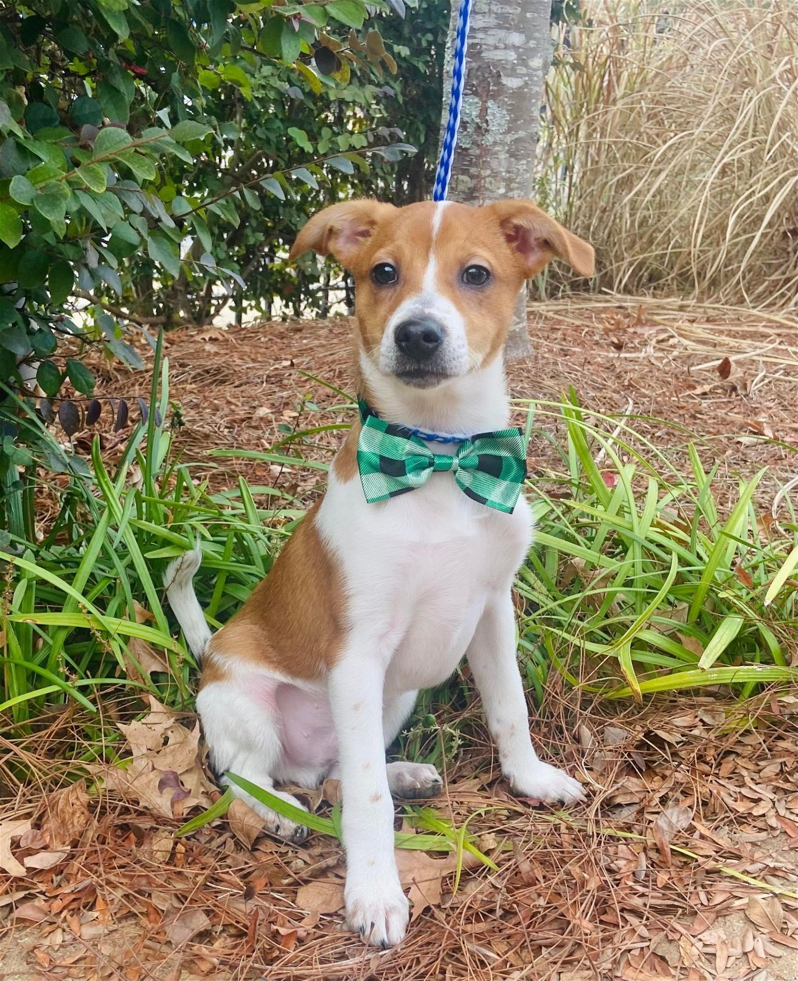 Dog for Adoption Cricket, a Feist in Batesville, MS Alpha Paw