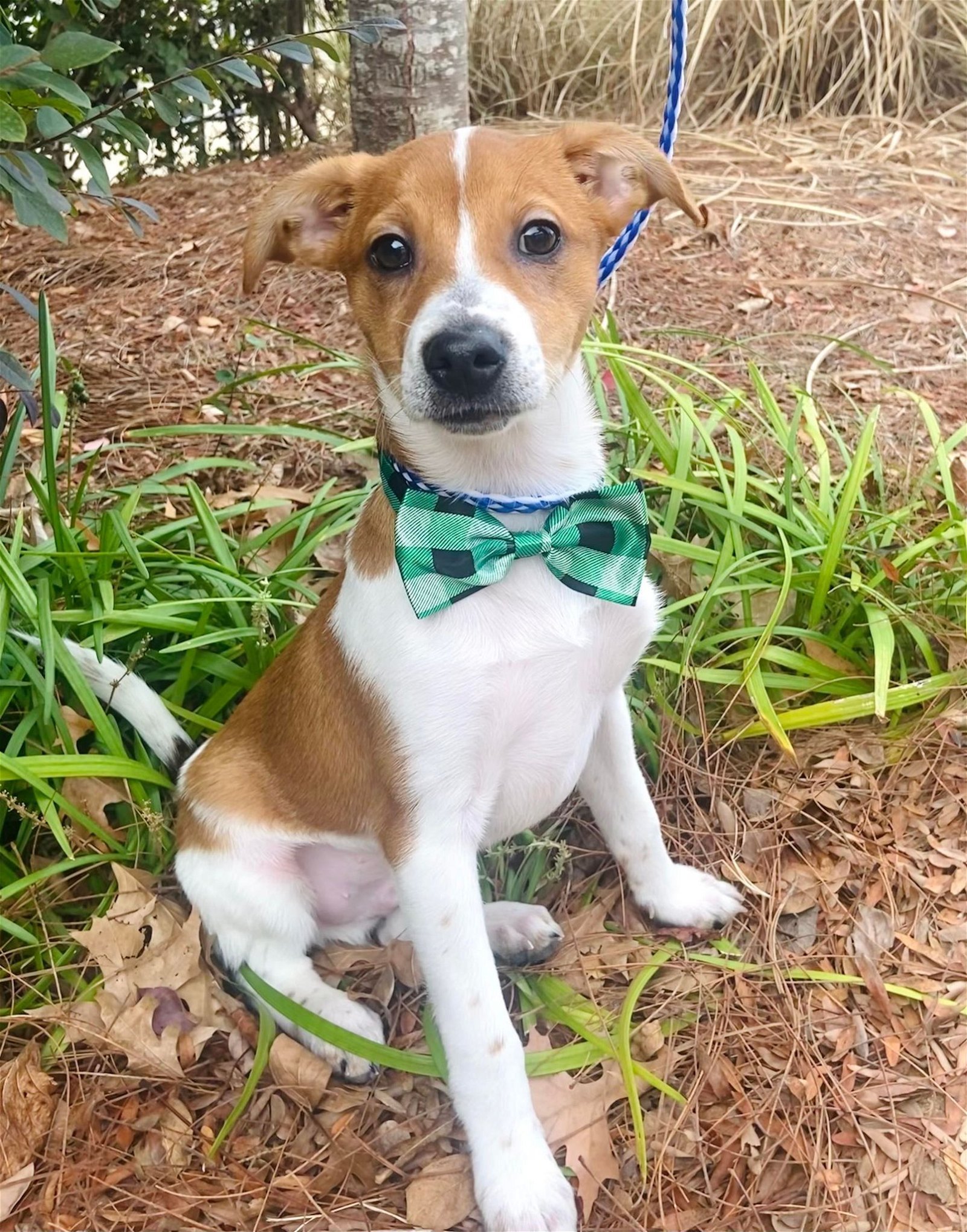 Dog for Adoption Cricket, a Feist in Batesville, MS Alpha Paw