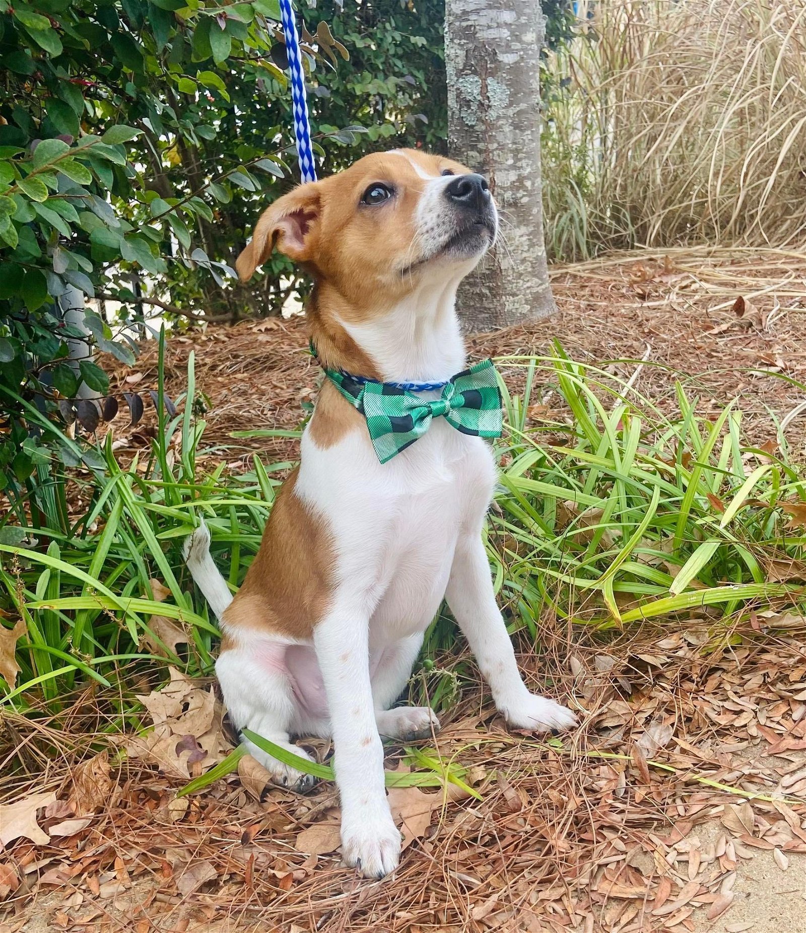 Dog for Adoption Cricket, a Feist in Batesville, MS Alpha Paw