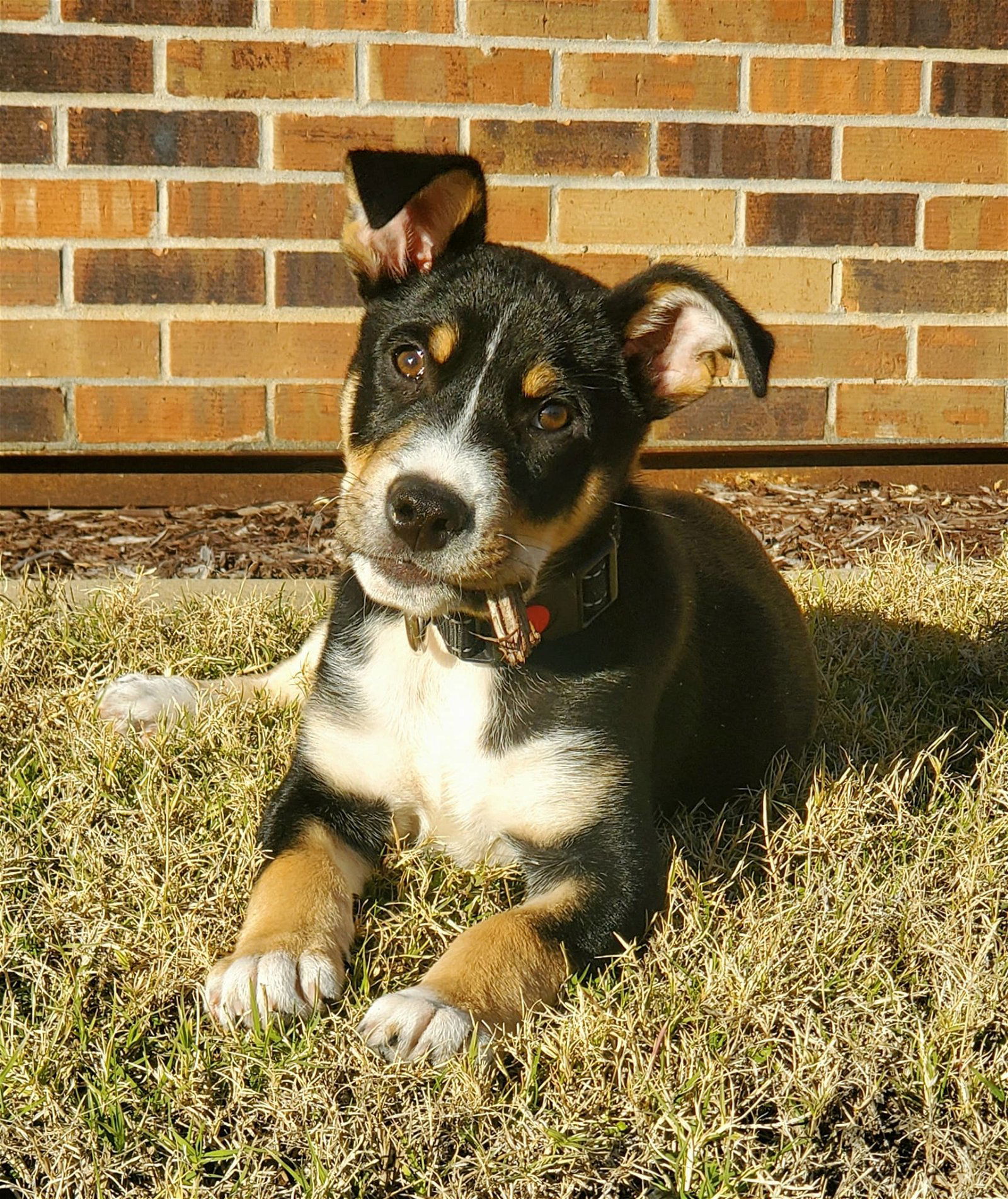 Dog for Adoption - Memphis, a Australian Kelpie in Bartlett, TN | Alpha Paw