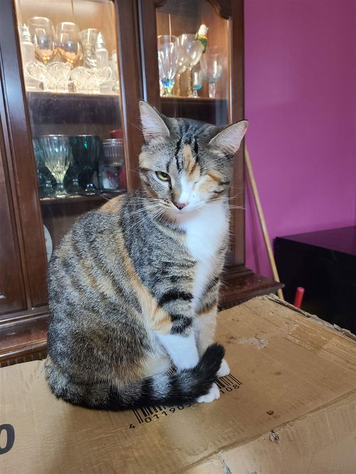 ELLA