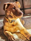 Ember