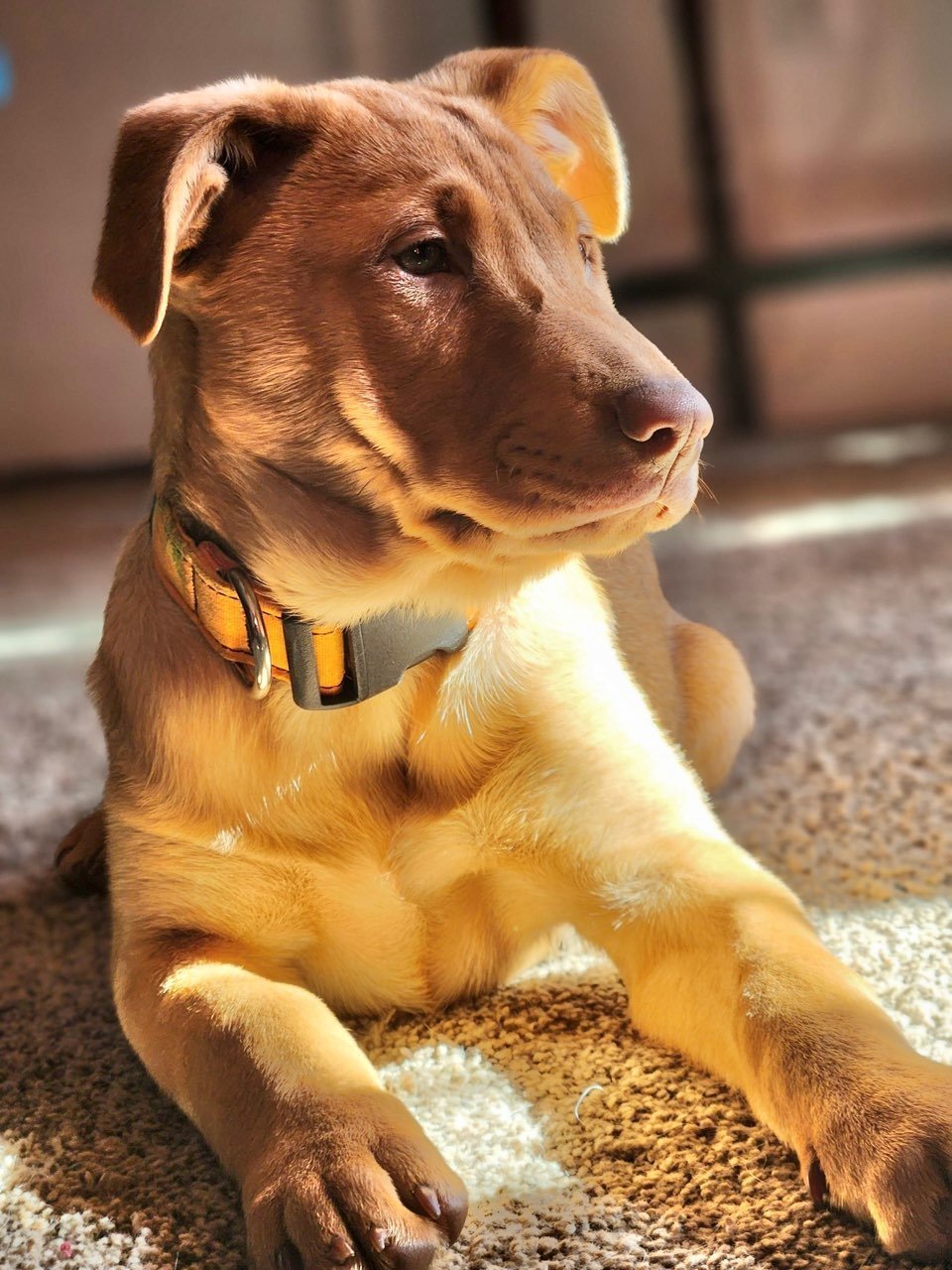 Ember - Rescue Dogs