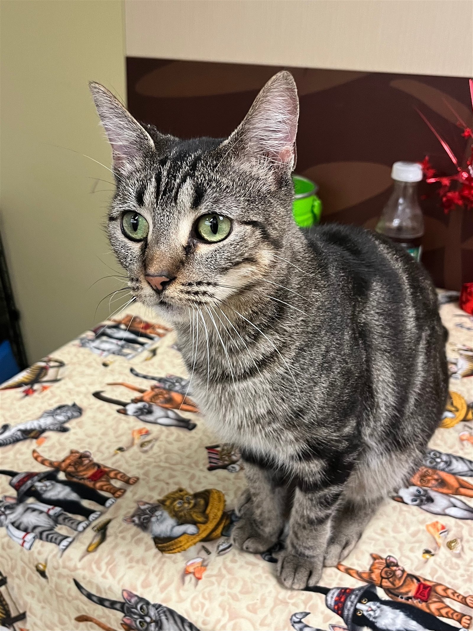 Cats for Adoption in Olive Branch, Mississippi Alpha Paw