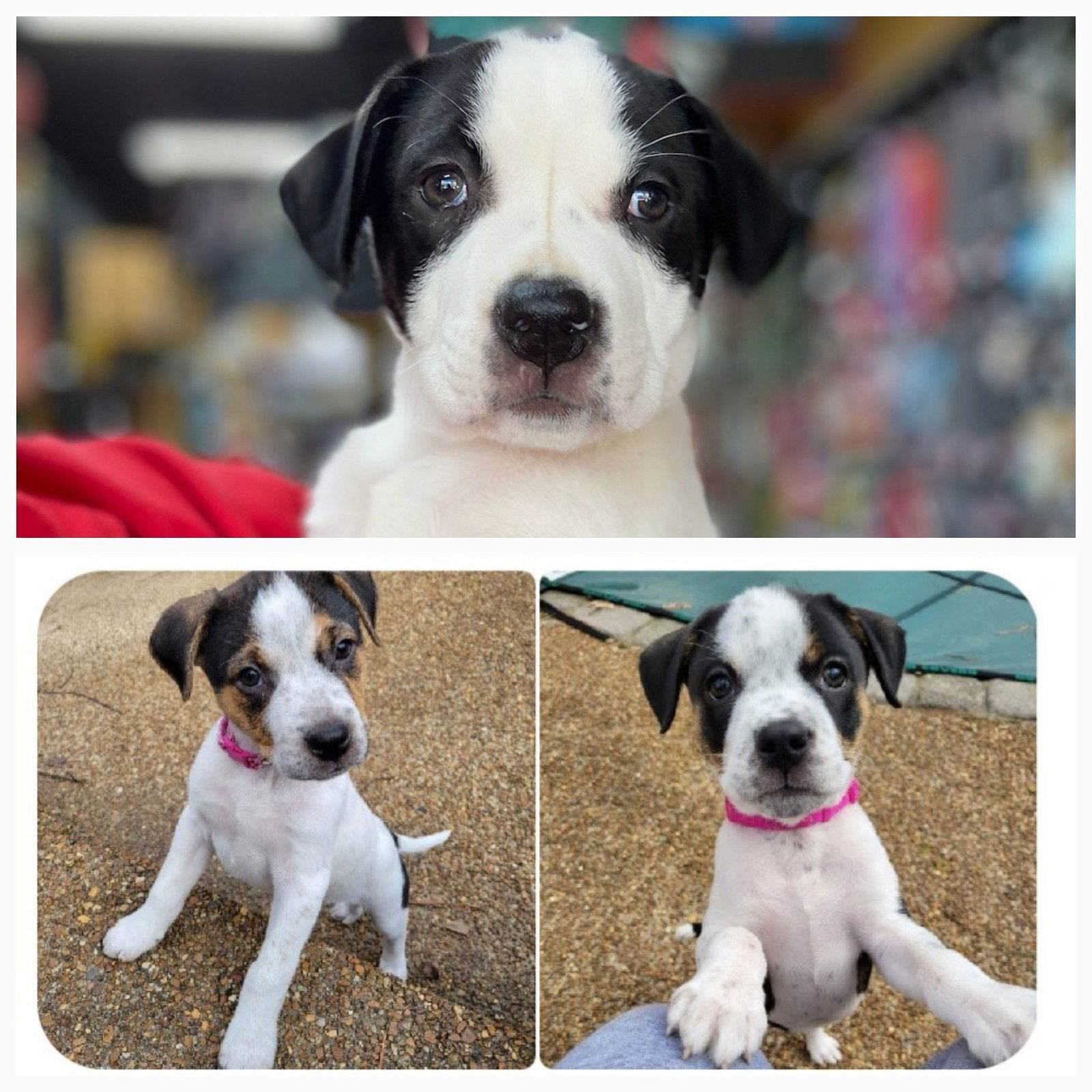 Dog for Adoption - Hurricane Litter, a Australian Cattle Dog/Blue ...