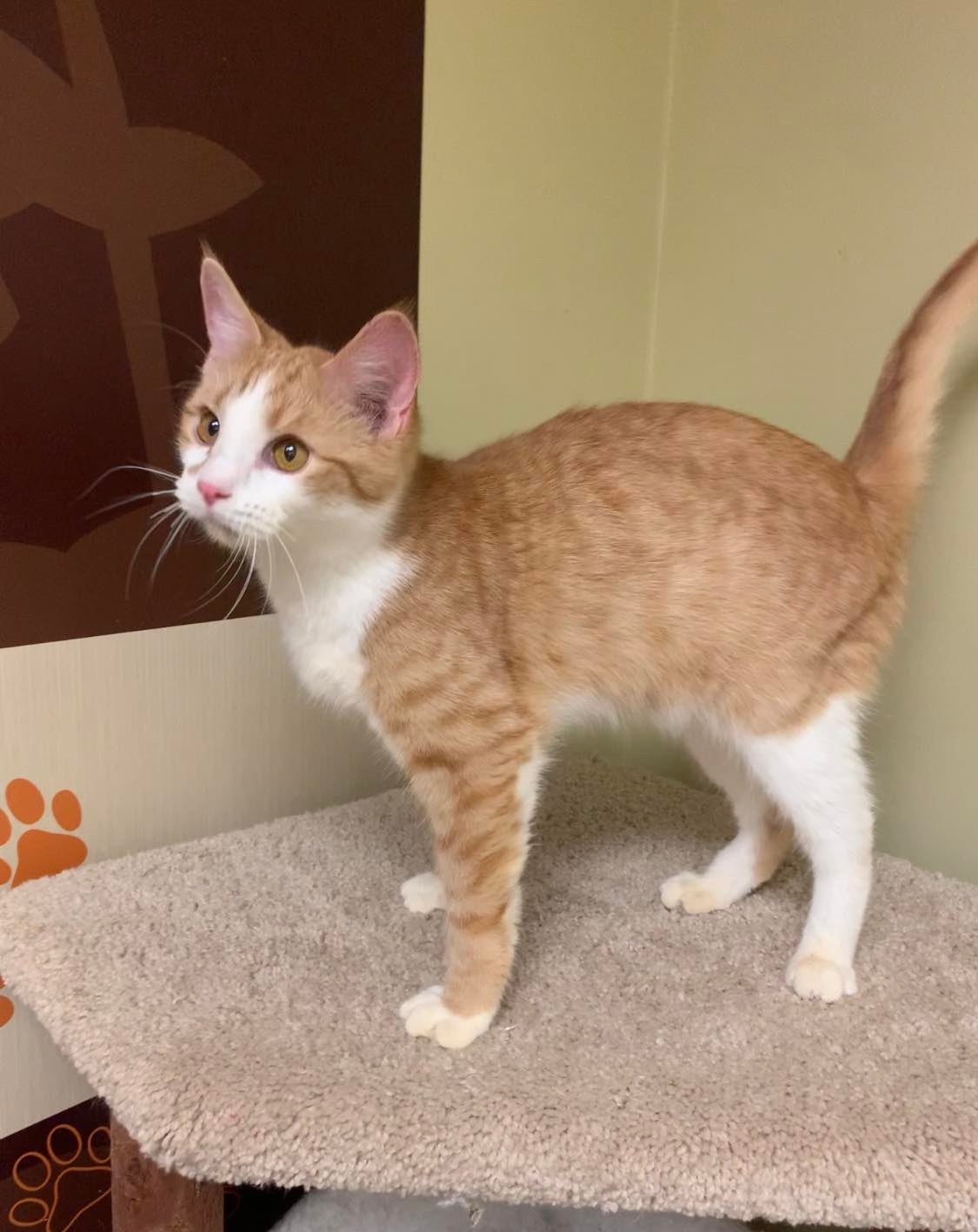 Cats for Adoption in Olive Branch, Mississippi Alpha Paw