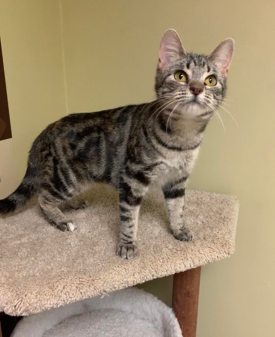 Cats for Adoption in Marshall County, Mississippi Alpha Paw