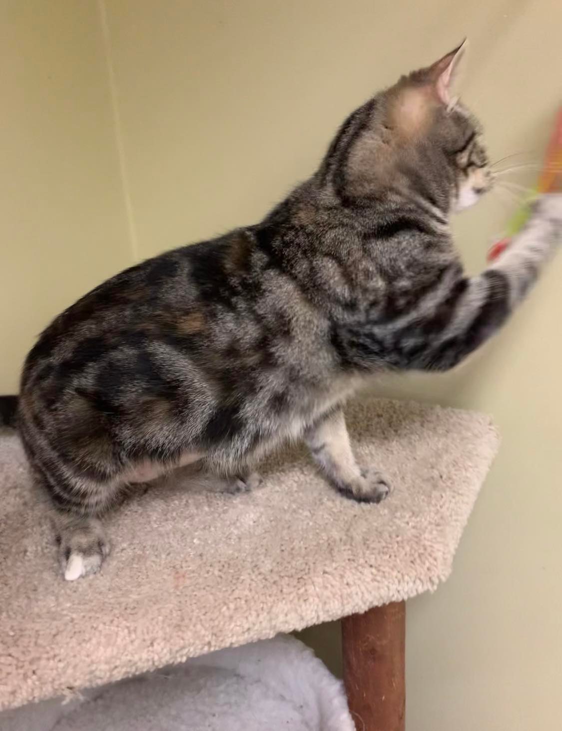 Cats for Adoption in Marshall County, Mississippi Alpha Paw