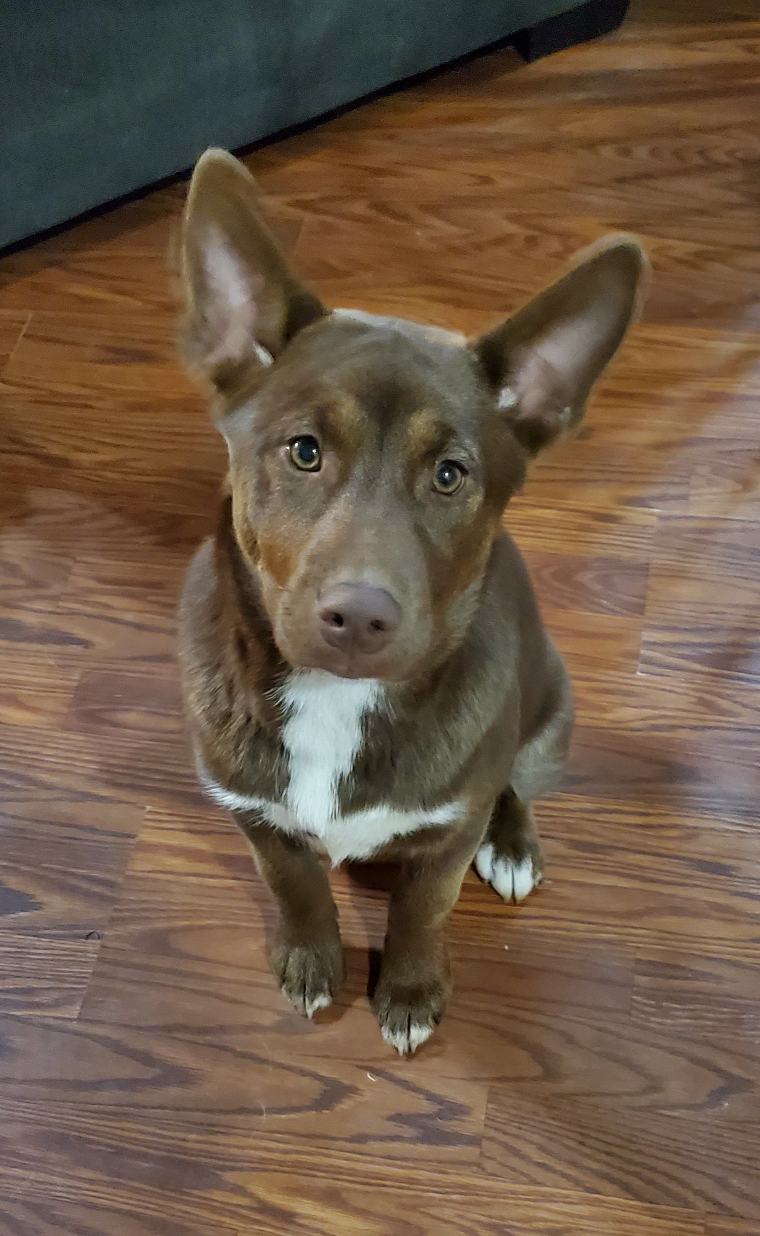 Dog for Adoption TIFFANY, a Chocolate Labrador Retriever in Tunica