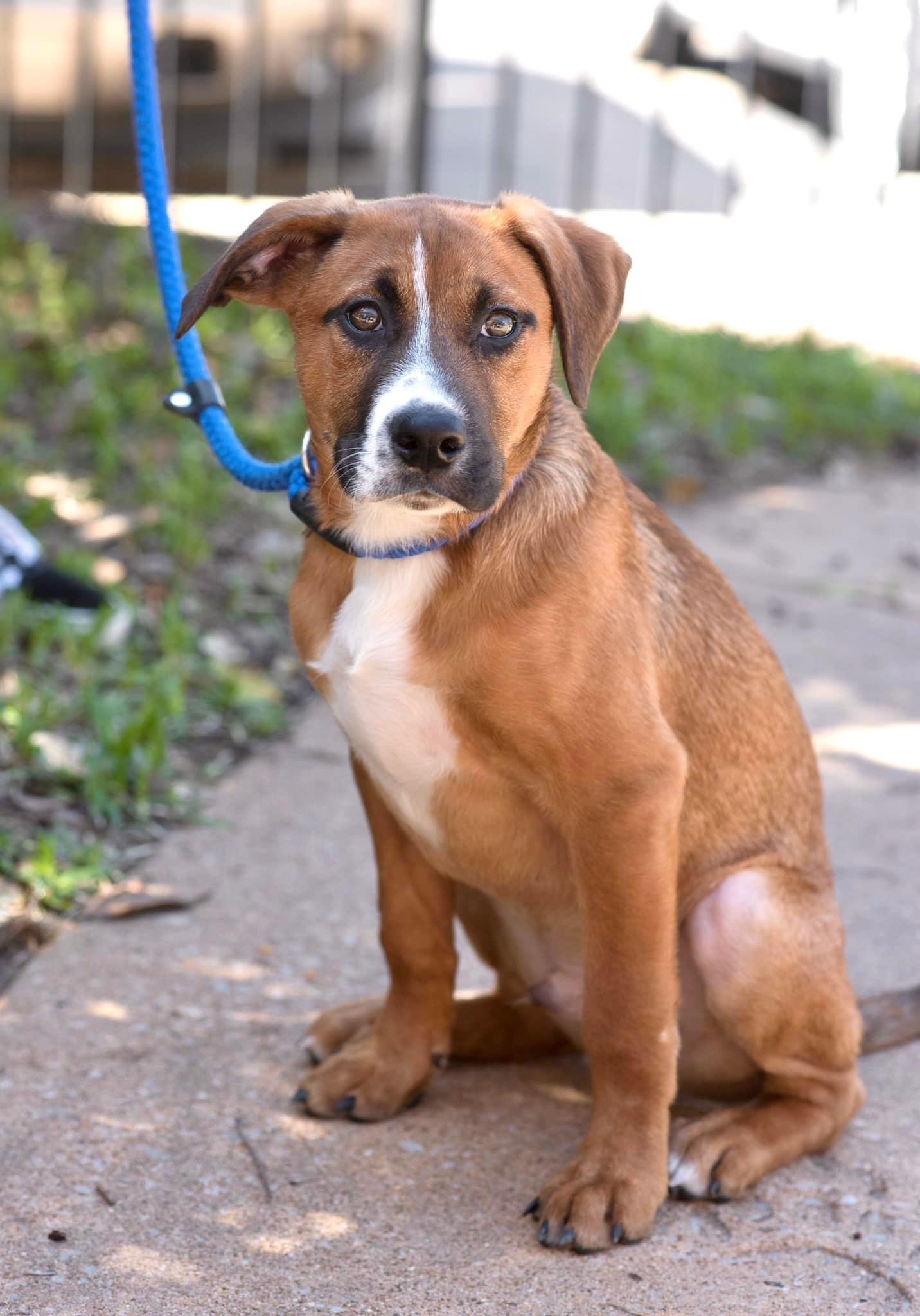 Dog for Adoption COPPER, a Boxer in Bartlett, TN Alpha Paw