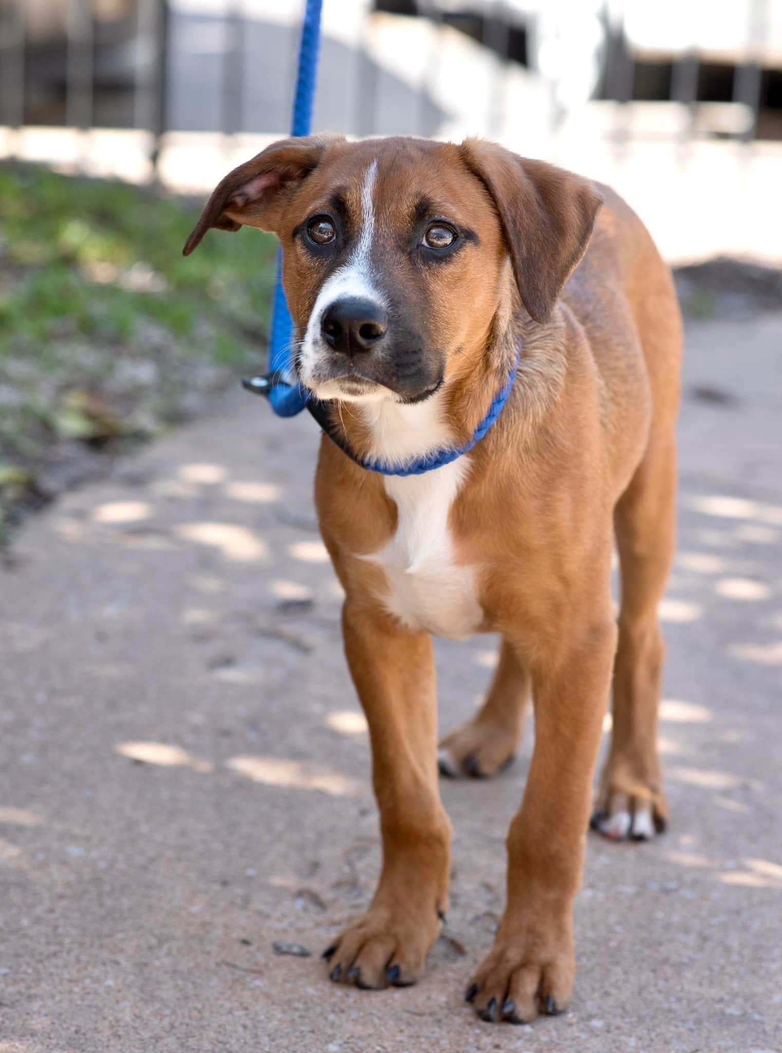 Dog for Adoption COPPER, a Boxer in Bartlett, TN Alpha Paw