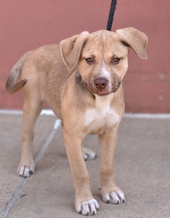 Dog for Adoption TAFFY, a Labrador Retriever in Sardis, MS Alpha Paw