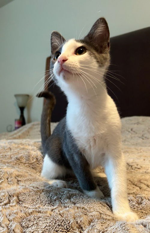 SKYE