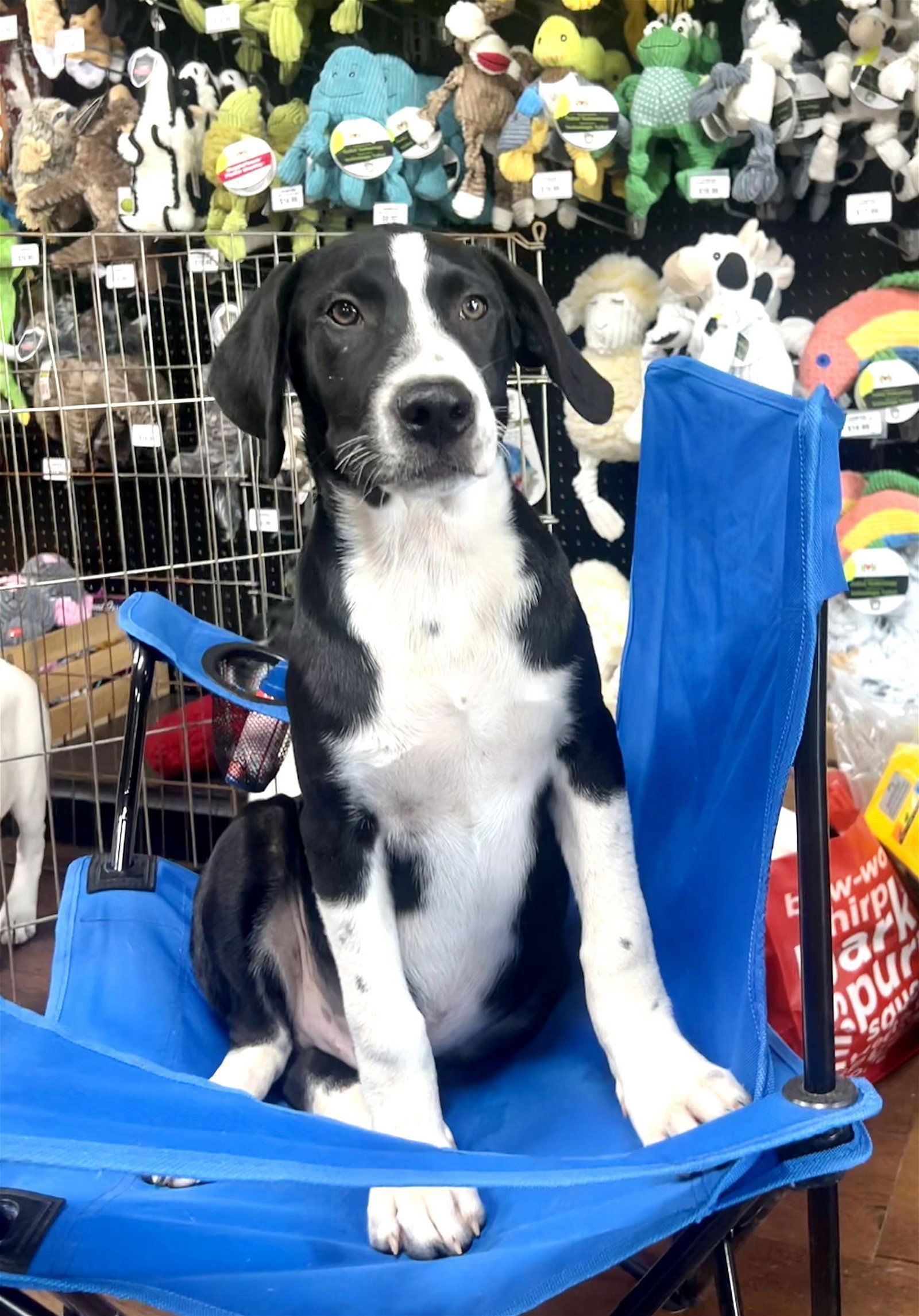 Dog for Adoption - Randy, a Labrador Retriever in Bartlett, TN | Alpha Paw