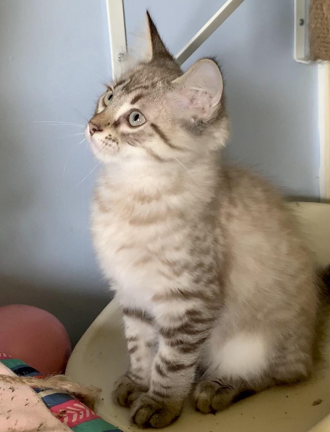Cats for Adoption in Hernando, Mississippi Alpha Paw