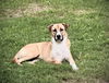 Waylon