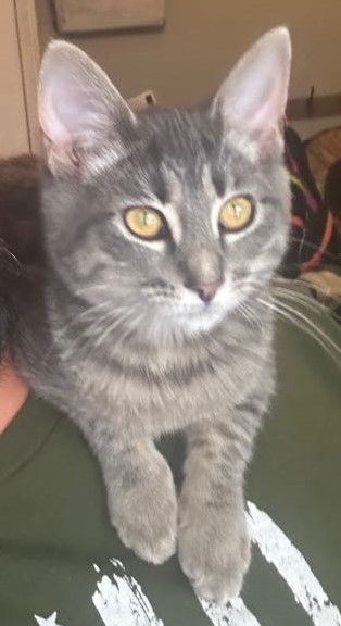 BISCUIT
