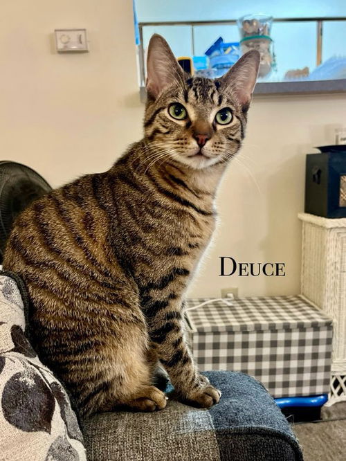 DEUCE