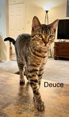 DEUCE