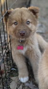 ELOISE