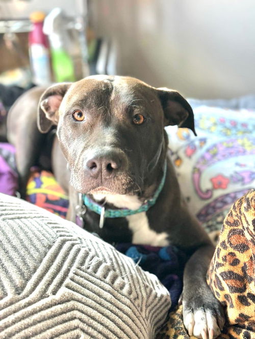 ELLA