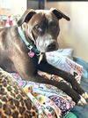 ELLA