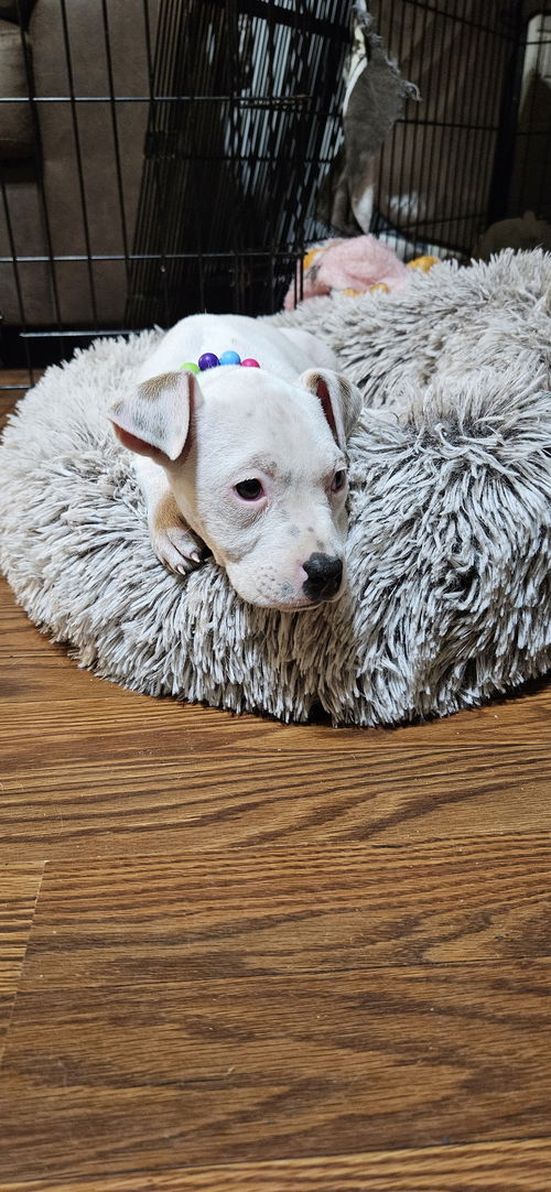 WILLOW