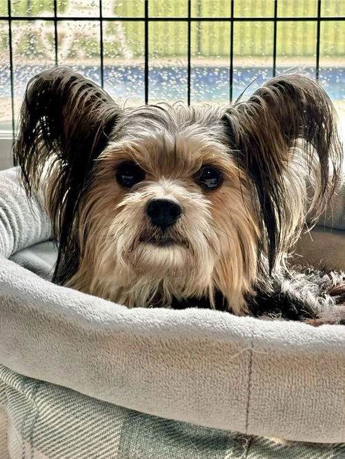 ZOEY