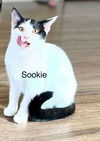 SOOKIE