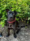 ROSCO