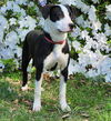 PONGO
