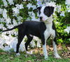PONGO