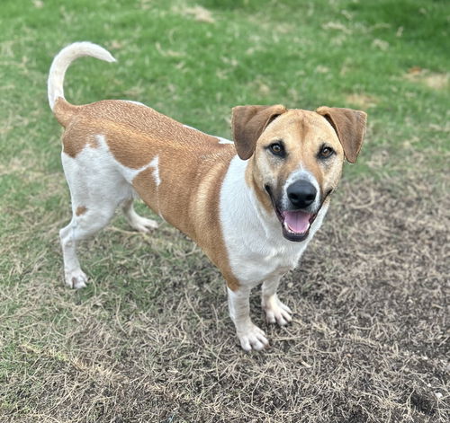 DUKE
