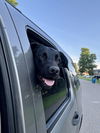 MAXIMUS