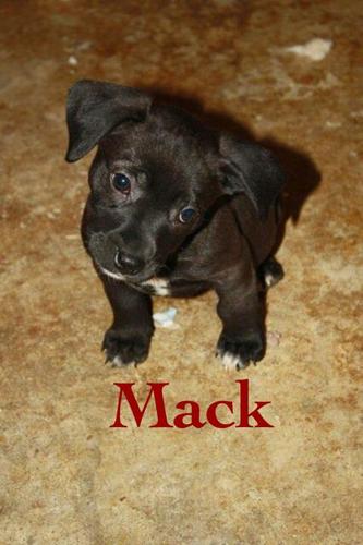 Mack