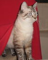 Nayla