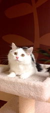 Addison