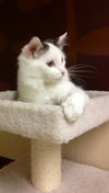 Addison