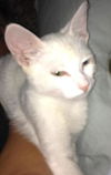Oliver
