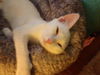 Oliver