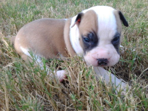 Nelly