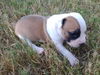 Nelly
