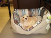 Willi