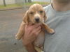 Willi
