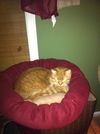 Ollie