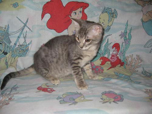 Esmerelda (Ezzy)