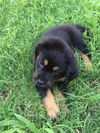 Wiley