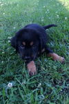 Wiley